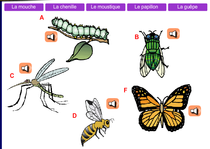 Les insectes